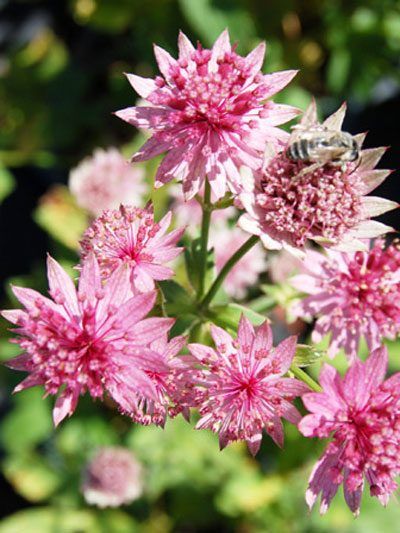 Astrantia major 'Primadonna', Große rote Sterndolde