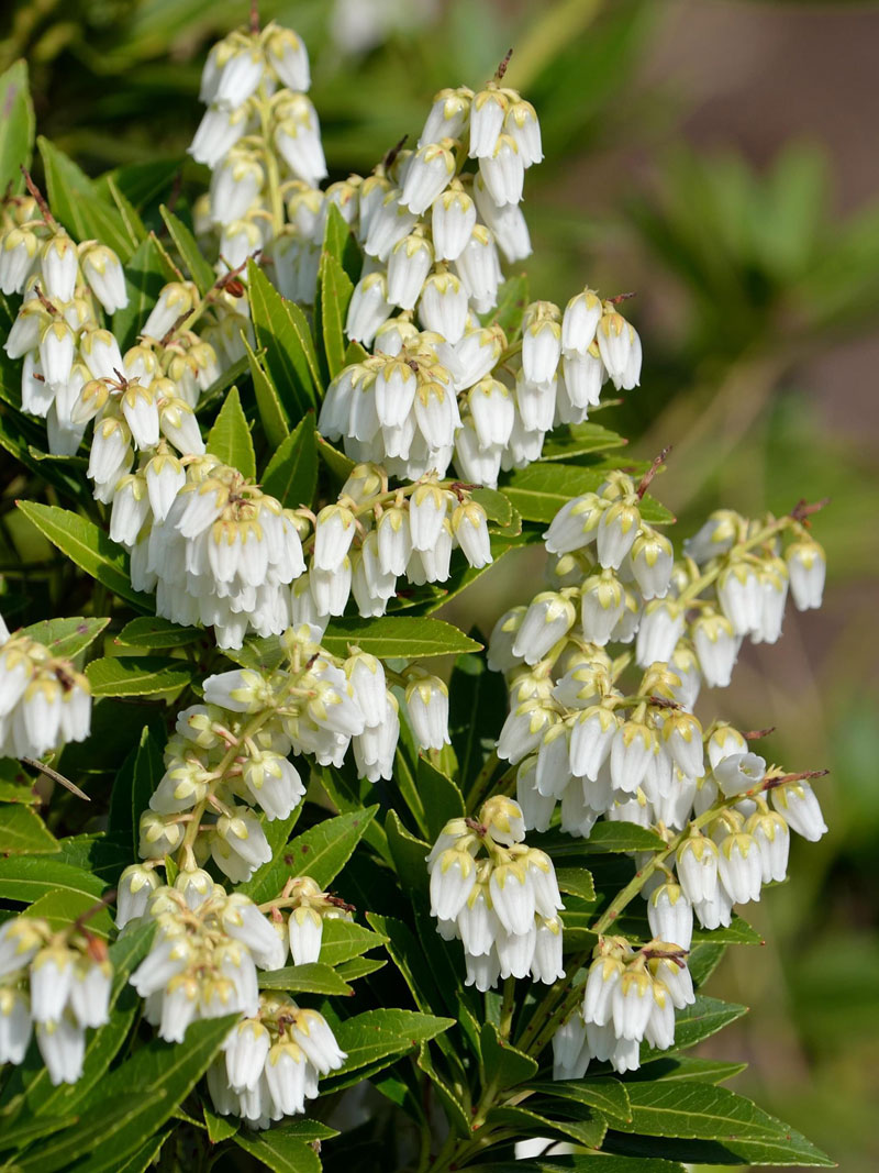 Pieris japonica 'Prelude', Schattenglöckchen