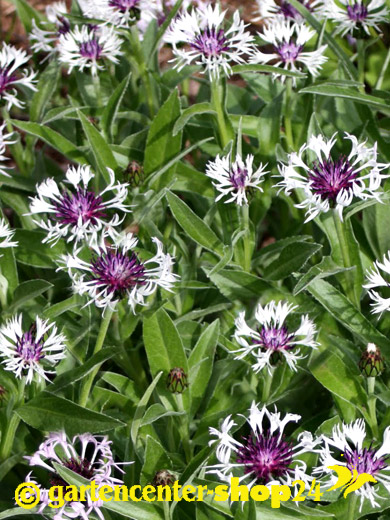 Centaurea montana 'Amethyst in Snow' (M), weiße Bergkornblume, Berg-Flockenblume