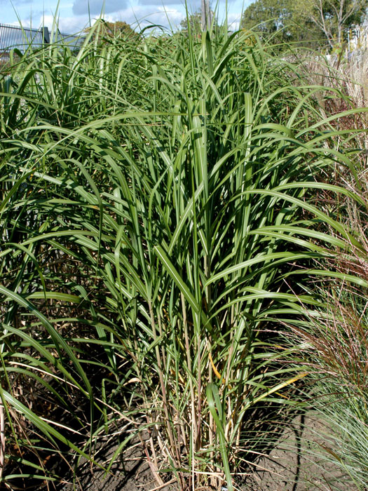 Miscanthus giganteus (syn. floridulus) 'Axel Olsen', Riesen-Chinaschilf, Riesen-Japanschilf, Landschilf