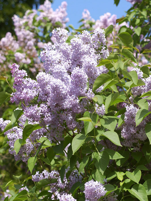 Wildflieder Blüte