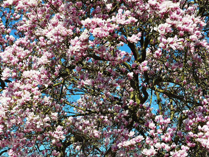 Tulpen-Magnolie Strauch