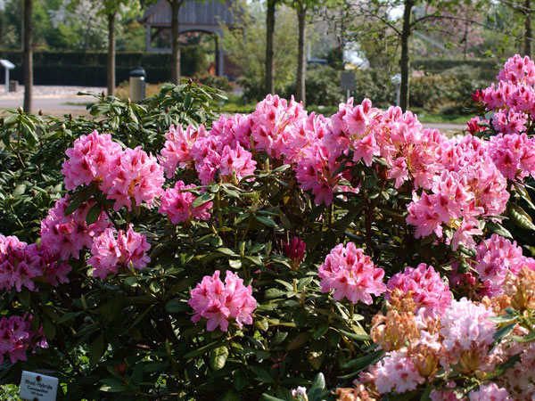 Rhododendron 'Cosmopolitan'