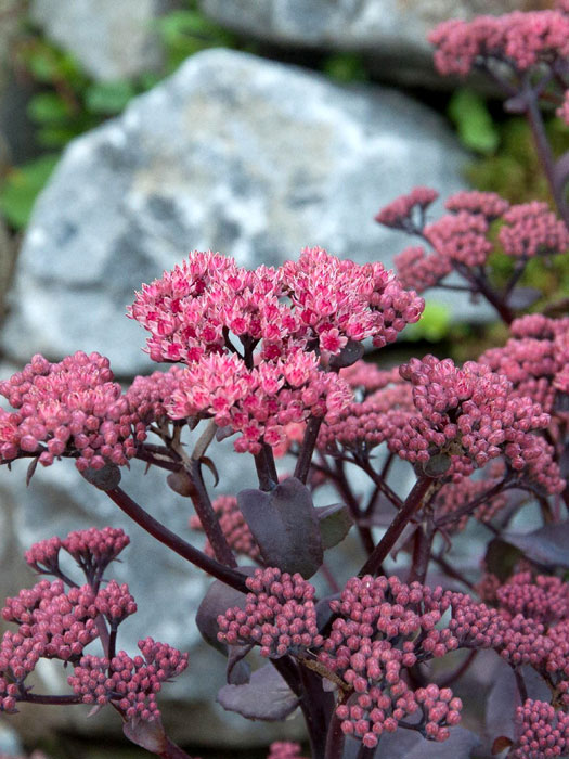 Sedum telephium 'Xenox' ®, Hohe Garten-Fetthenne