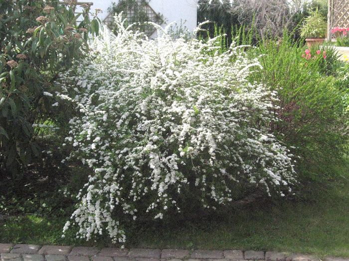 Spirea Grefsheim Blütenhecke