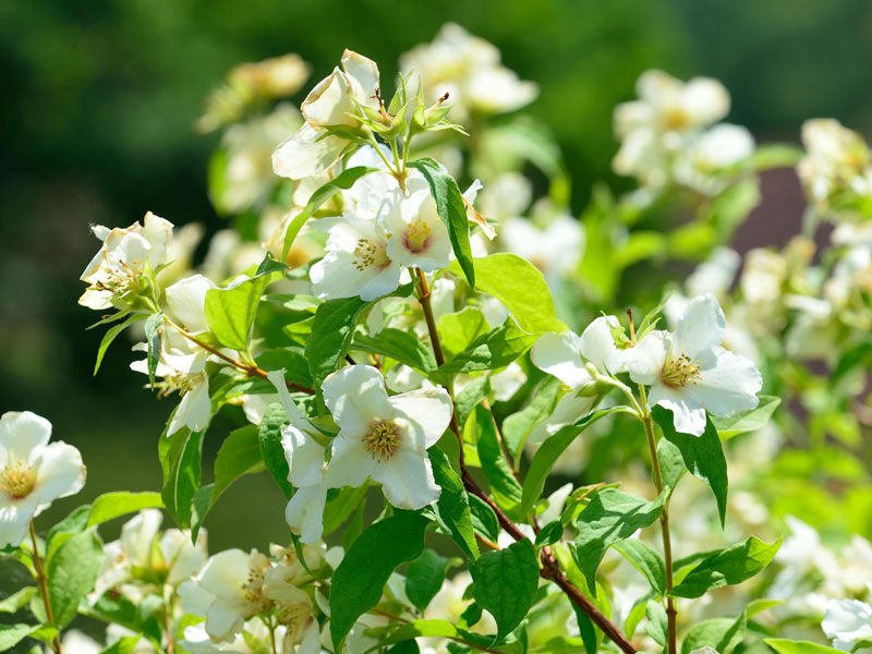 Philadelphus 'Belle Etoile', Gartenjasmin