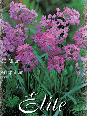 Allium 'Oreophilum' (Art.Nr. 596328)