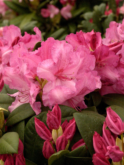 Rhododendron 'Walküre'