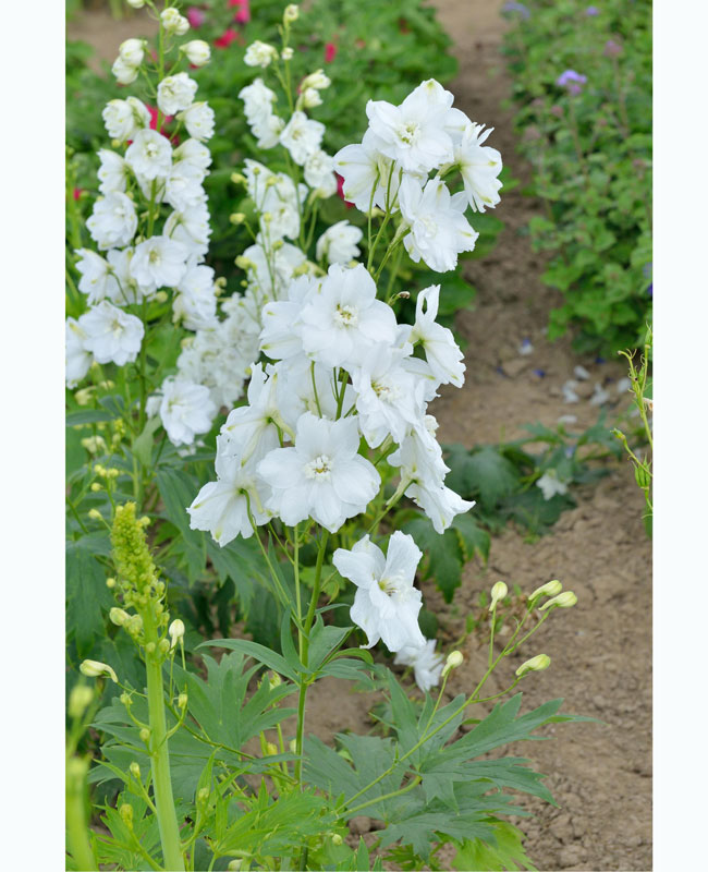 Delphinium Magic Fountain 'White', Gefüllter Rittersporn