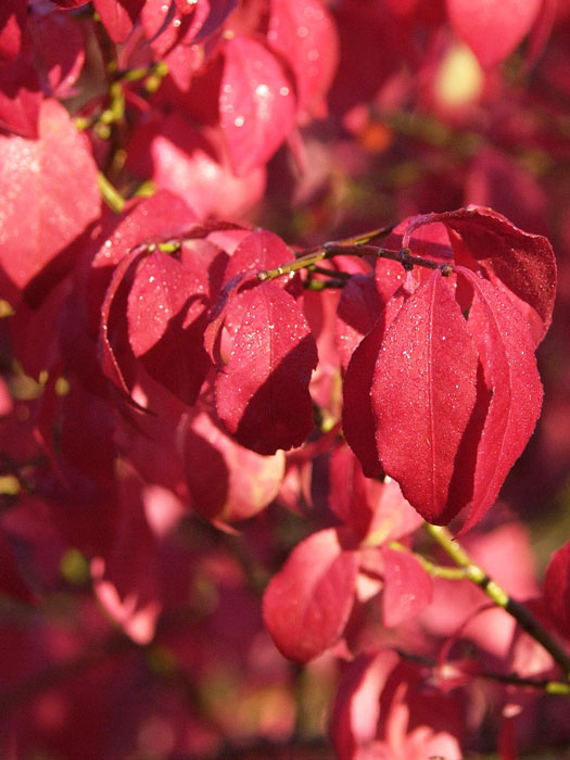 Rote Herbstfärbung des niedrigen Kork-Spindelstrauchs