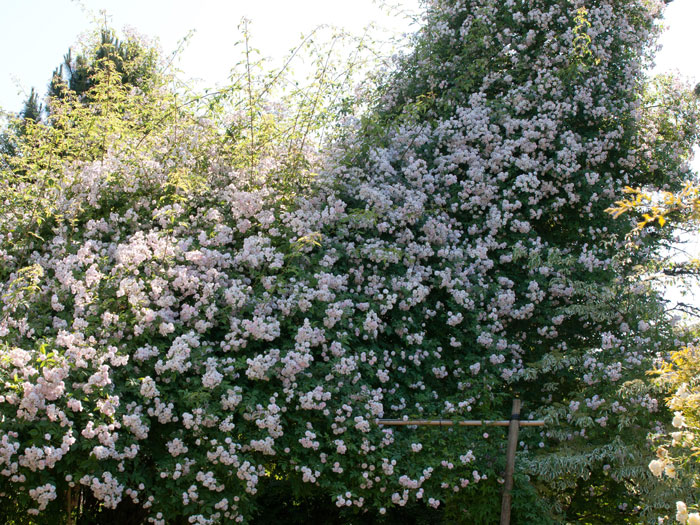 Kletterrose Paul´s Himalayan Musk Ramler