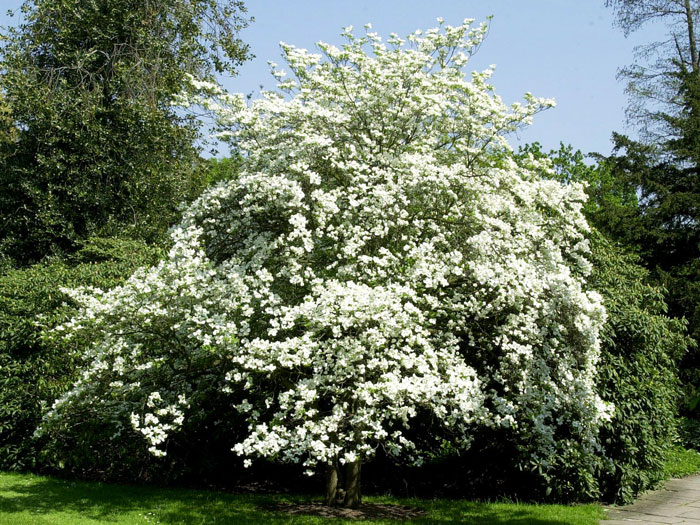 Überreiche Blütenpracht am Blumenhartriegel florida