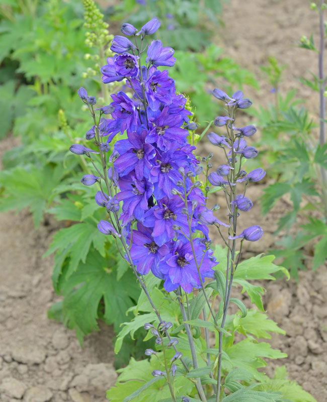 Delphinium Magic Fountain 'Dark Blue', Gefüllter Rittersporn