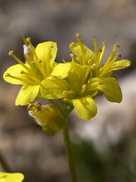 Draba aizoides, Felsenblümchen, Hungerblümchen