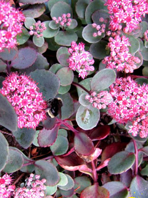 Sedum cauticola, Pflaumen-, Himalaja- oder Purpur-Fetthenne