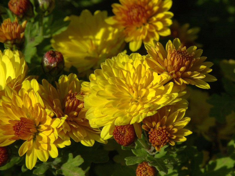 Chrysanthemum Indicum-Hybride 'Bienchen', Herbst-Chrysantheme