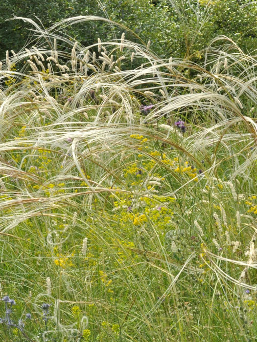 Stipa capillata, Büschel-Haargras, Büschel-Federgras