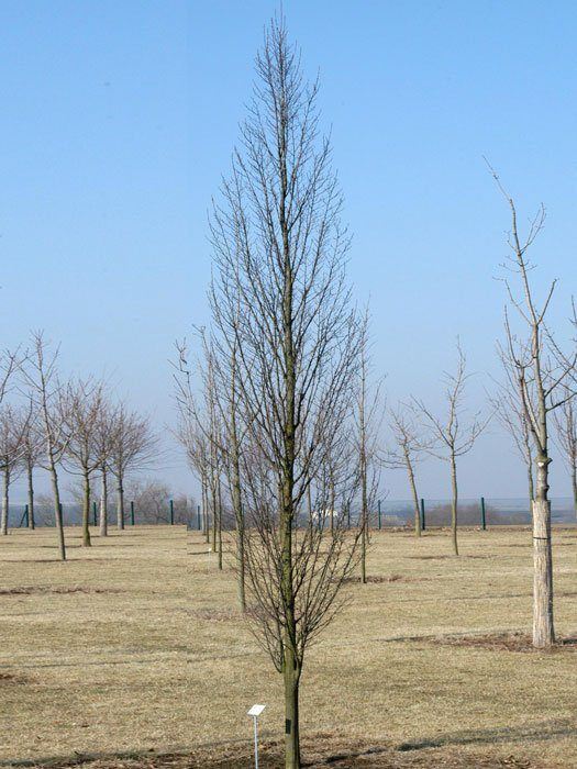 Carpinus betulus 'Fastigiata', Säulenhainbuche