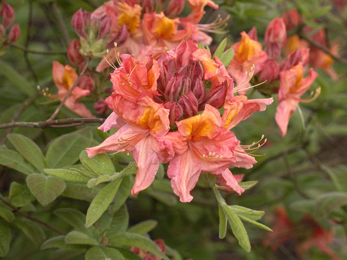 Rhododendron luteum 'Berryrose', sommergrüne japanische Gartenazalee