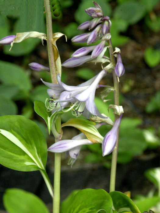 Hosta x undulata 'Univittata', Schneefeder-Funkie, Herzblatt-Lilie