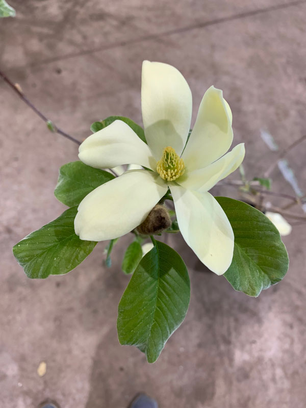 Magnolia 'Maxine Merrill'