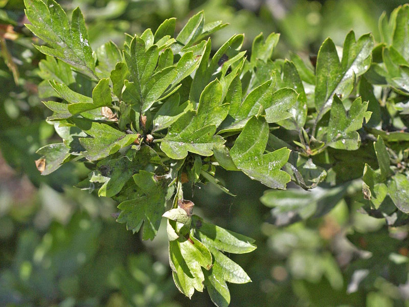 Beeren des Eingriffligen Weißdorns