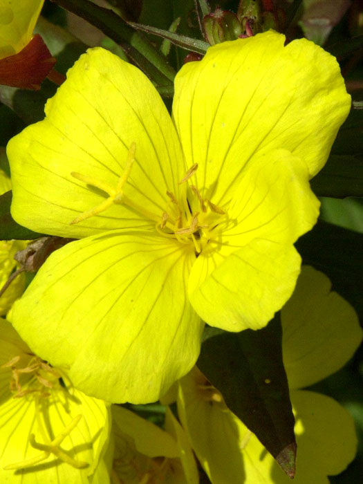 Oenothera tetragona 'Hohes Licht', Nachtkerze