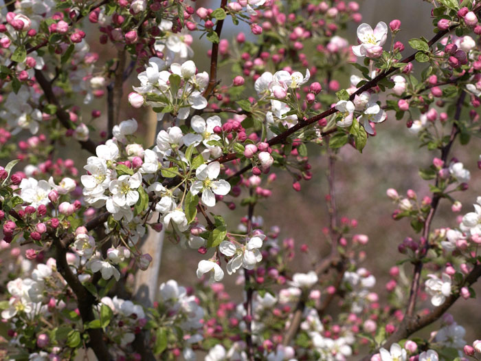 Zierapfel 'Evereste'