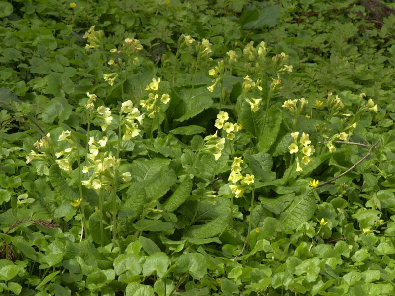 Wald-Schlüsselblume umgeben von einem Teppich mit Scharbockskraut