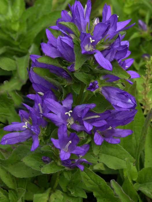 Campanula glomerata 'Acaulis', Zwerg-Knäuelglockenblume, Gartenglockenblume