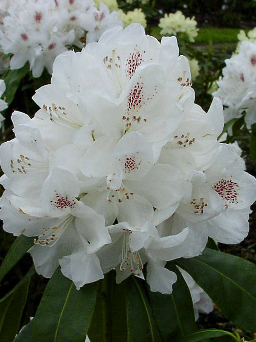 Rhododendron 'Schneebukett'