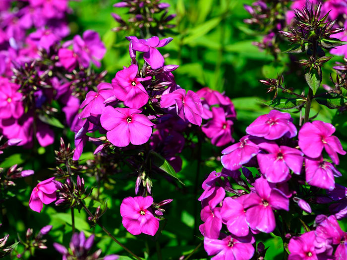 Phlox paniculata 'Düsterlohe' (M), Flammenblume, Sommerphlox