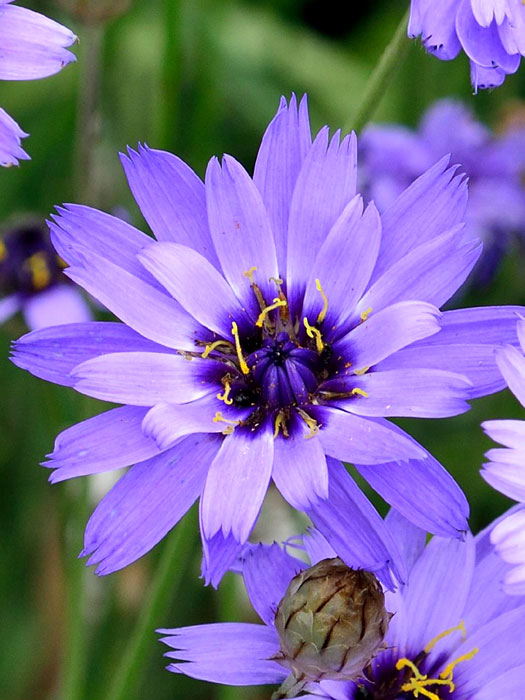 Catananche caerulea, Rasselblume, Amorpfeil