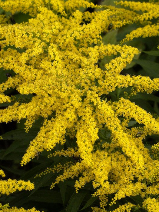 Solidago x cultorum 'Strahlenkrone', Goldrute