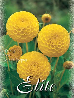 Pompon-Dahlie 'Golden Scepter', Dahlia (Art.Nr. 520438)