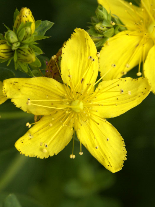 Hypericum perforatum, Tüpfel-Johanniskraut, gewölbtes Johanniskraut