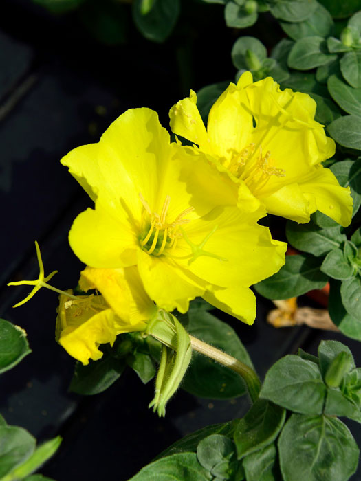 Oenothera macrocarpa (missouriensis), Missouri-Nachtkerze