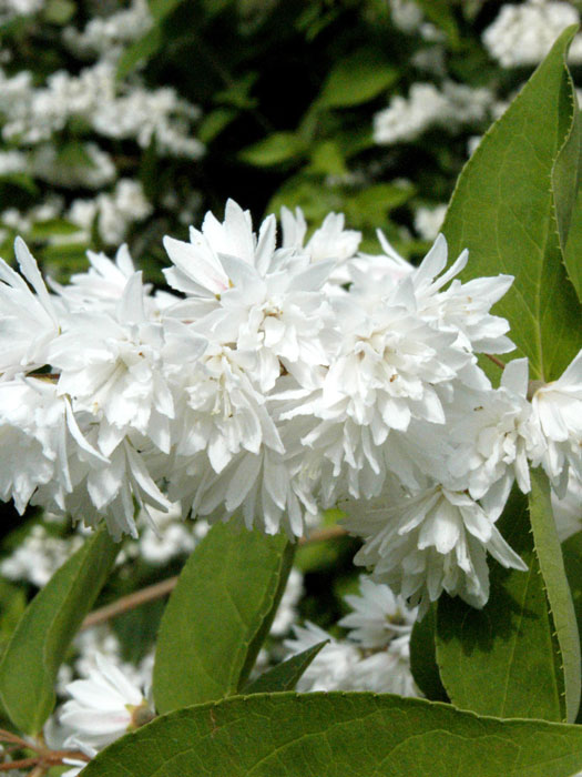 Blüte Deutzia magnifica