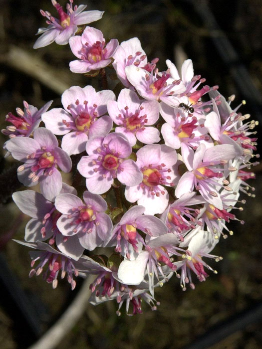 Darmera peltata, Schildblatt, Schirmsteinbrech