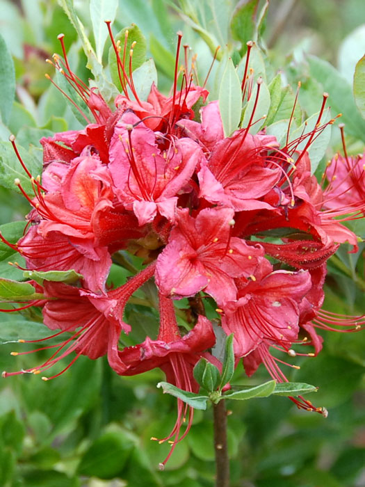 Rhododendron viscosum 'Millenium', sommergrüne japanische Gartenazalee