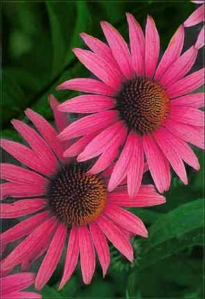 Echinacea purpurea, Purpursonnenhut