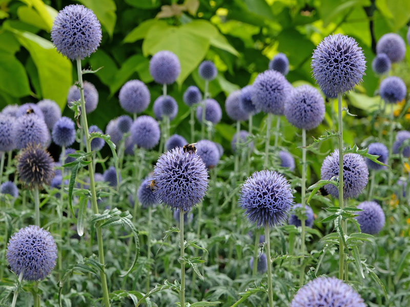 Blütenbälle der Kugeldistel 'Taplow Blue'