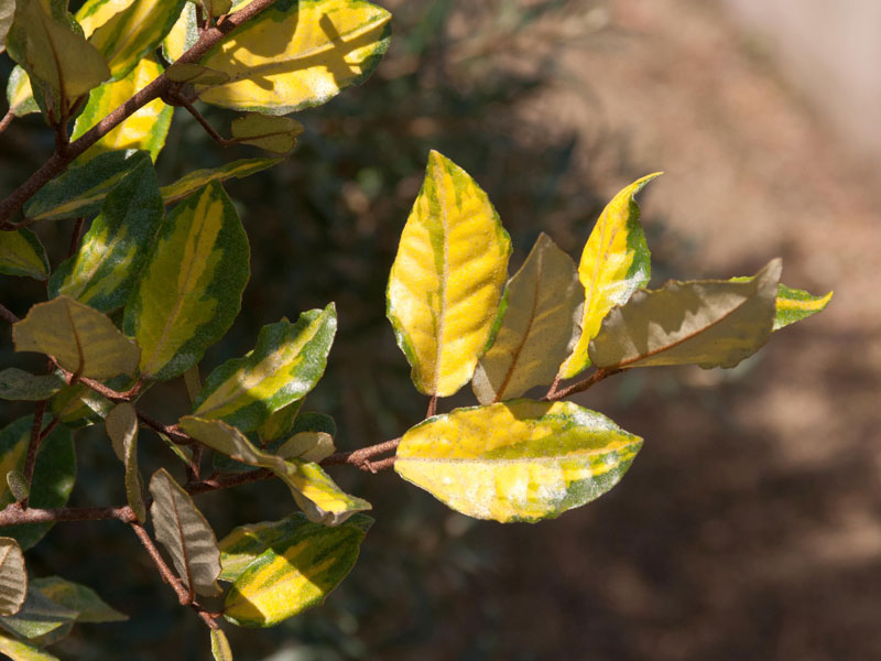 Elaeagnus pungens 'Maculata', Buntlaubige Ölweide