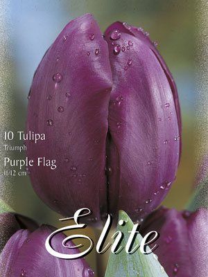 Triumph-Tulpe 'Purple Flag' (Art.Nr. 595256)