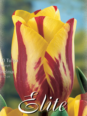 Triumph-Tulpe 'Helmar' (Art.Nr. 595214)