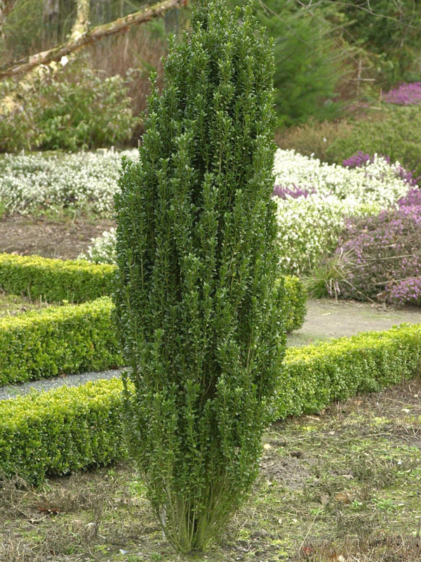 Ilex crenata 'Fastigiata', Säulen-Berg-Ilex