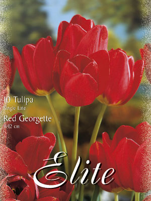 Einfache späte Tulpe 'Red Georgette' (Art.Nr. 595364)