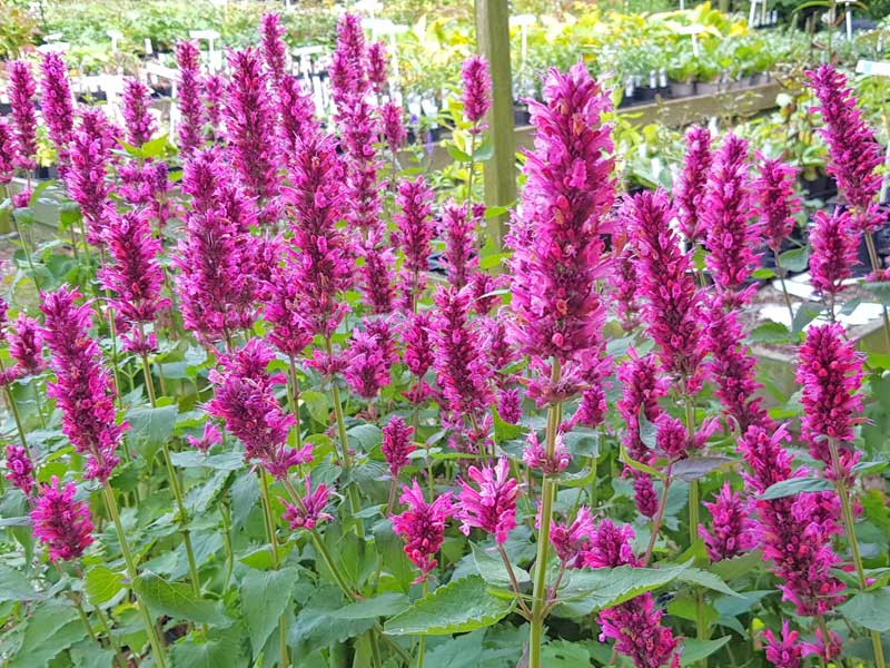 Blüten der Agastache 'Danish Delight'