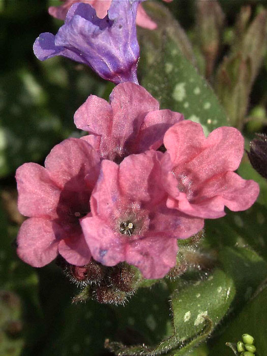 Pulmonaria saccharata 'Pink Dawn', Geflecktes Lungenkraut