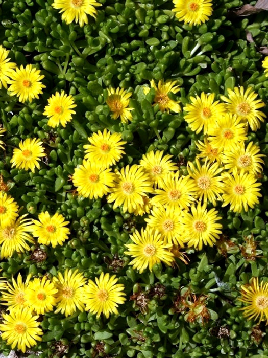 Delosperma nubigenum 'Lesotho' (M), Mittagsblume, Goldtaler